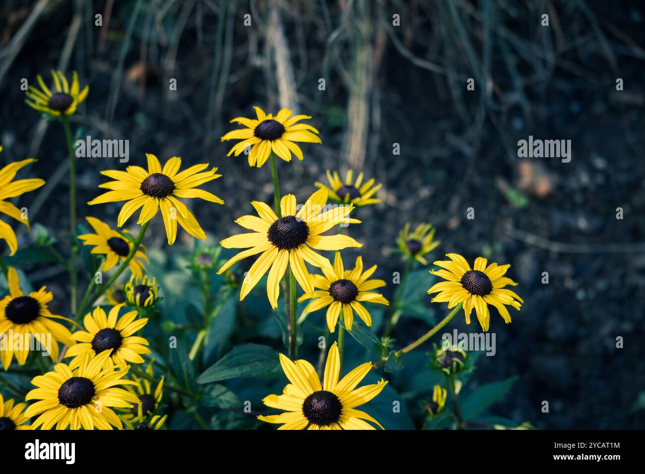 Eine lebhafte Ansammlung von schwarzäugigen Susan-Blumen bringt einen Hauch Gelb in den Garten, deren sonnige Blütenblätter die Landschaft erhellen. Stockfoto