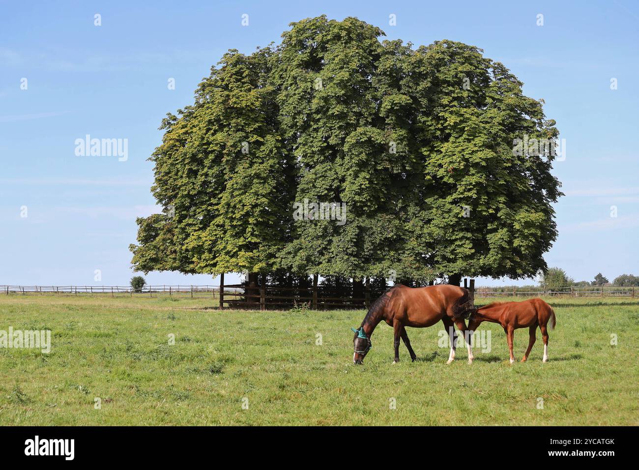 22.08.2024, Ingelheim, Rheinland-Pfalz, GER - Stute und Fohlen auf einer Weide. Gestuet Westerberg. Pferde, Stute, Fohlen, Koppel, Weide, Zucht, Pferdezucht, Gestuet, Baum, Haltung, Pferdehaltung, Jahreszeit, Sommer, Baeume, Grasen, fressen, Nahrungsaufnahme 240822D261WESTERBERG.JPG *** 22 08 2024, Ingelheim, Rheinland-Pfalz, GER Stute und Fohlen auf Weide Gestuet Westerberg Pferde, Stute, Fohlen, Paddock, Weide, Zucht, Pferdezucht, Gestüt, Baum, Haltung, Pferdehaltung, Jahreszeit, Sommer, Bäume, Weiden, Essen, Nahrungsaufnahme 240822D261WESBERG JPG Stockfoto