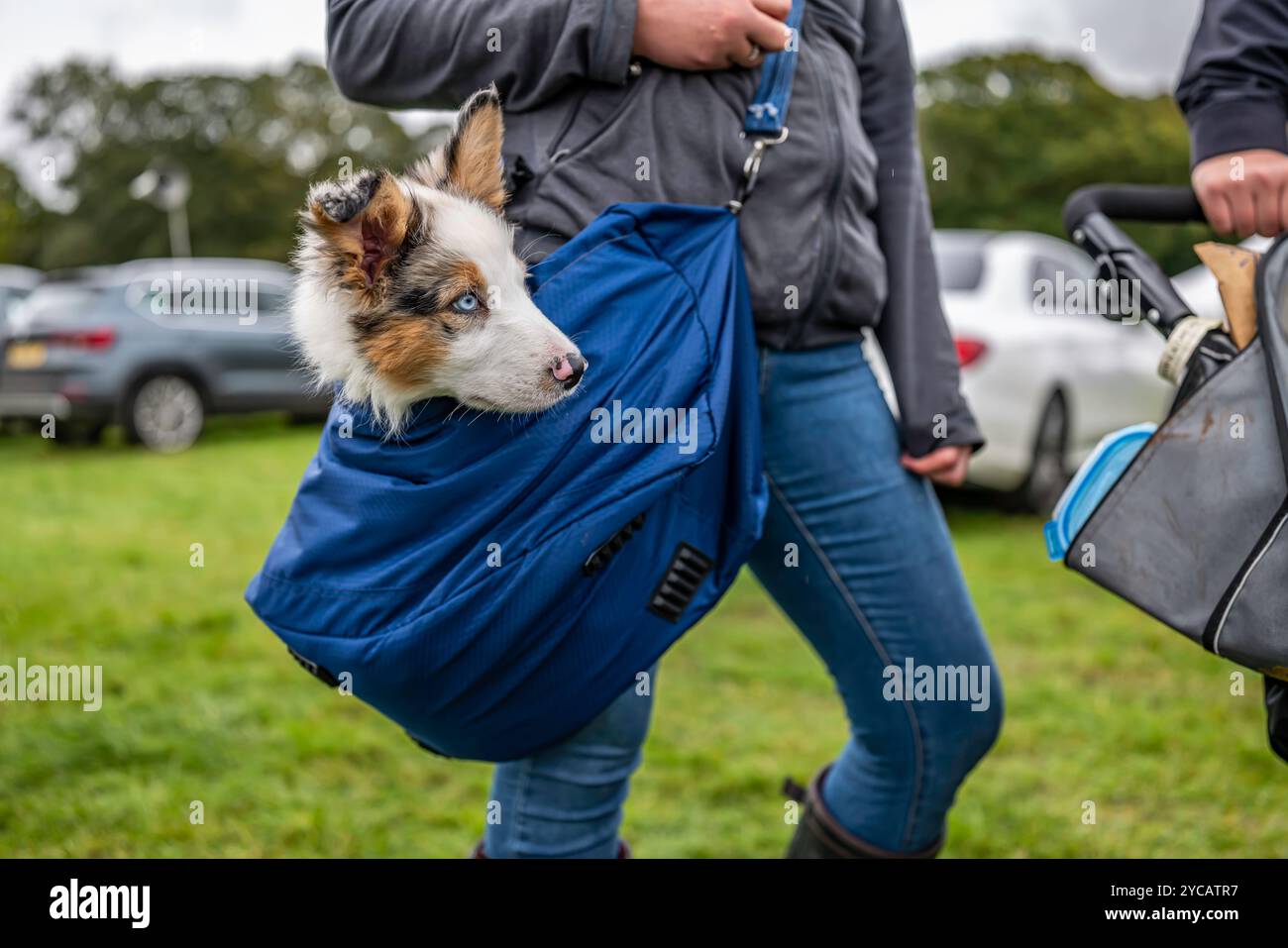 Eskdale, Holmrook, Cumbria, England, Großbritannien. 30. September 2023. Ein 12 Wochen alter Collie-Welpe. Die Fell Dales Association Eskdale Show, die weithin bekannt ist Stockfoto
