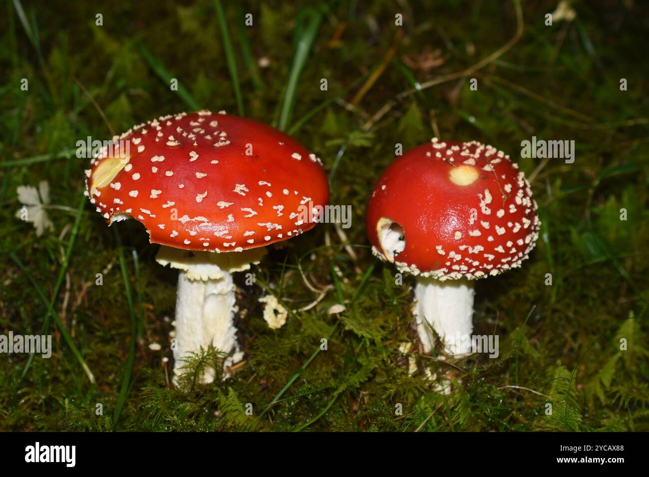 Zwei Rotfliege-Amanita-Muscaria-Pilze in einem Wald Stockfoto