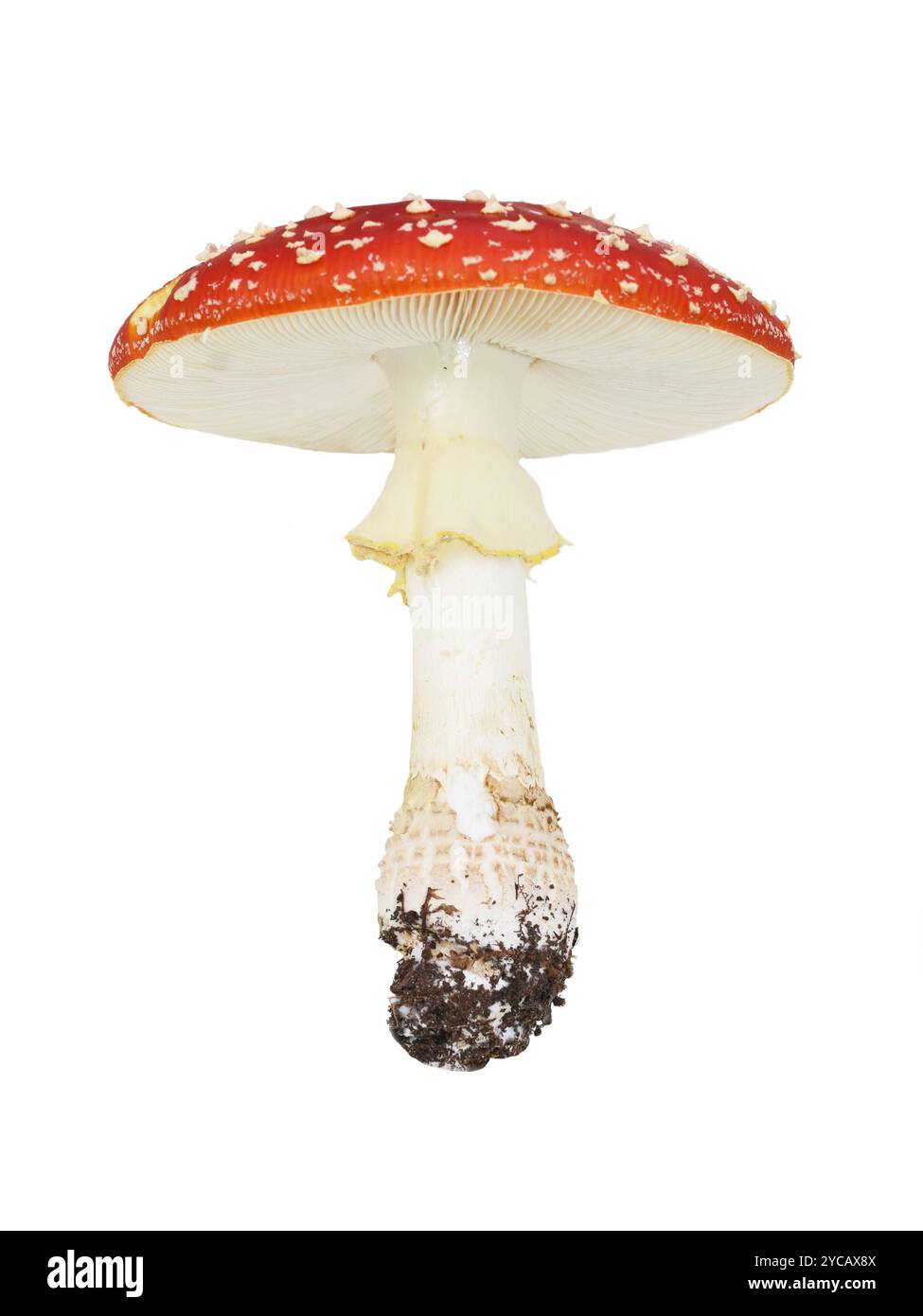 Einzelner roter Fliegenpilz Amanita muscaria, isoliert auf weißem Hintergrund Stockfoto