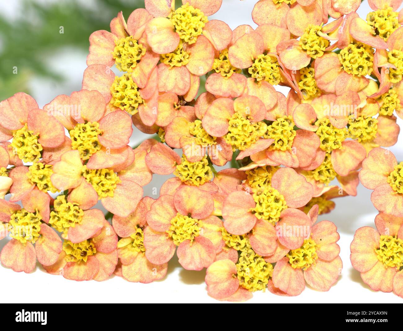 Nahaufnahme der orangen Schafgarbenblüten achillea millefolium Stockfoto