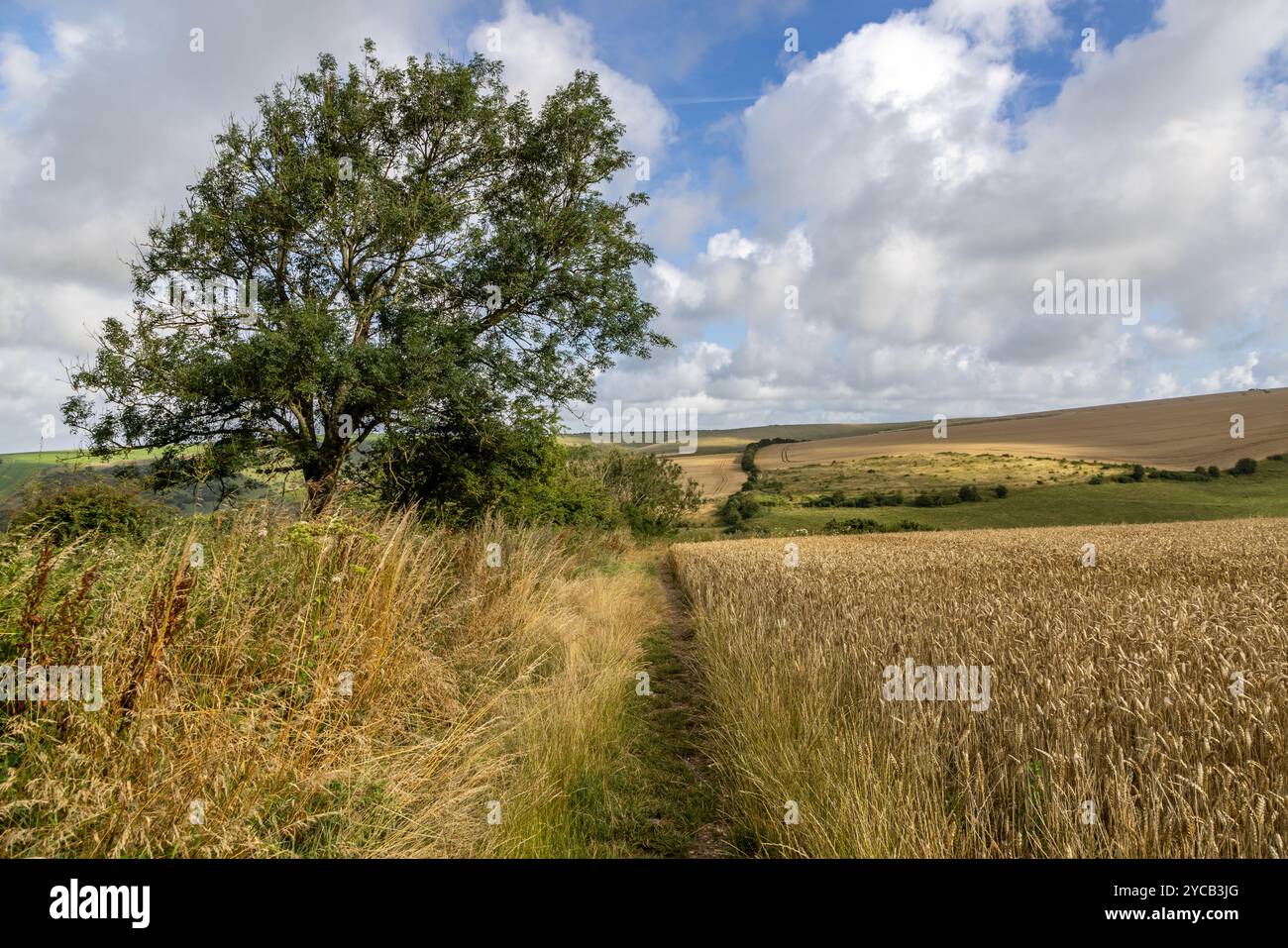 Ein Pfad, der an einem sonnigen Sommertag entlang von Ackerland in den South Downs verläuft Stockfoto