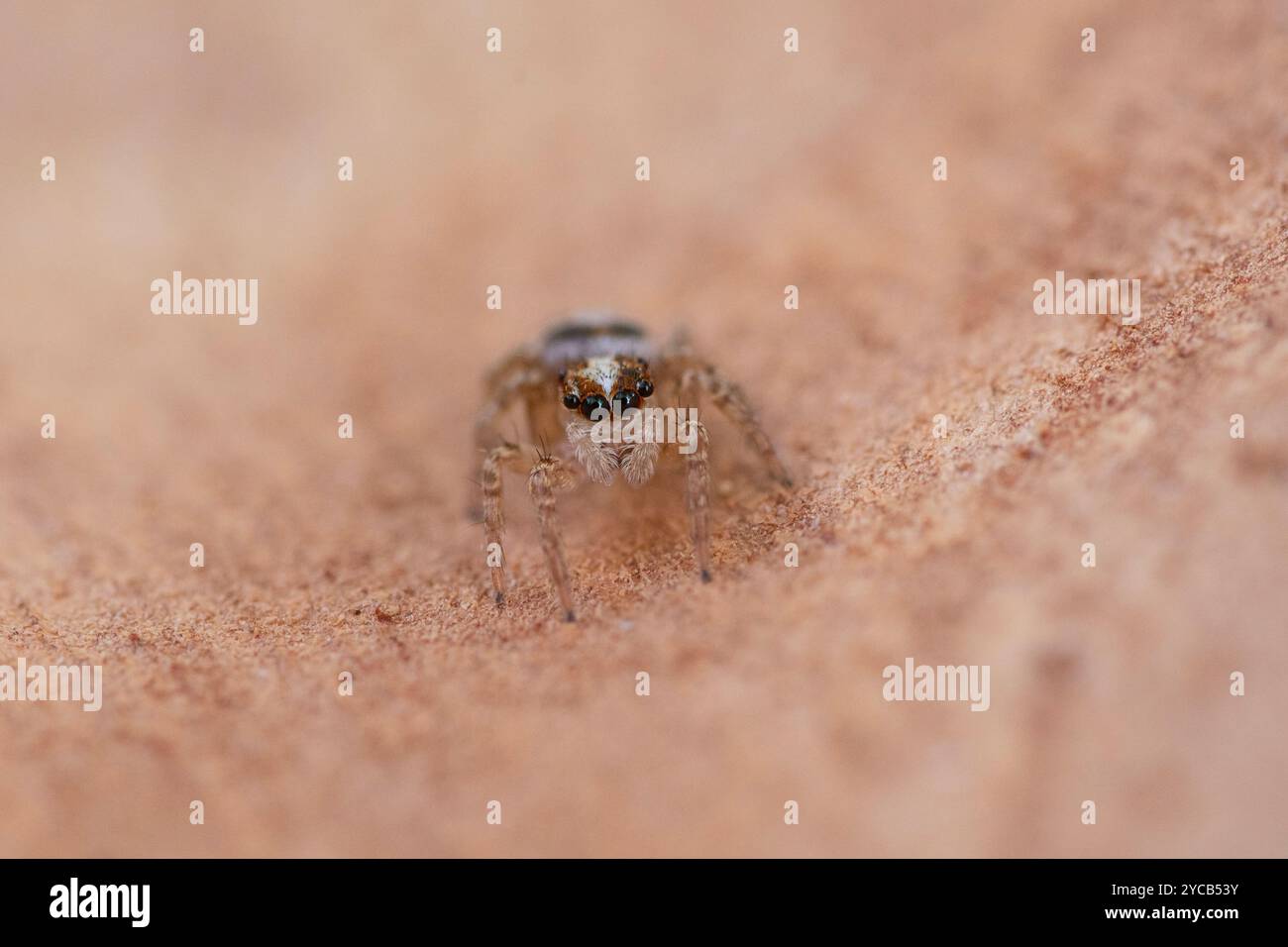 Makrofoto mit einer kleinen springenden Spinne, die durch eine feine, sandige Textur navigiert und ihre detaillierten Augen und ihren strukturierten Körper in einem natura hervorhebt Stockfoto