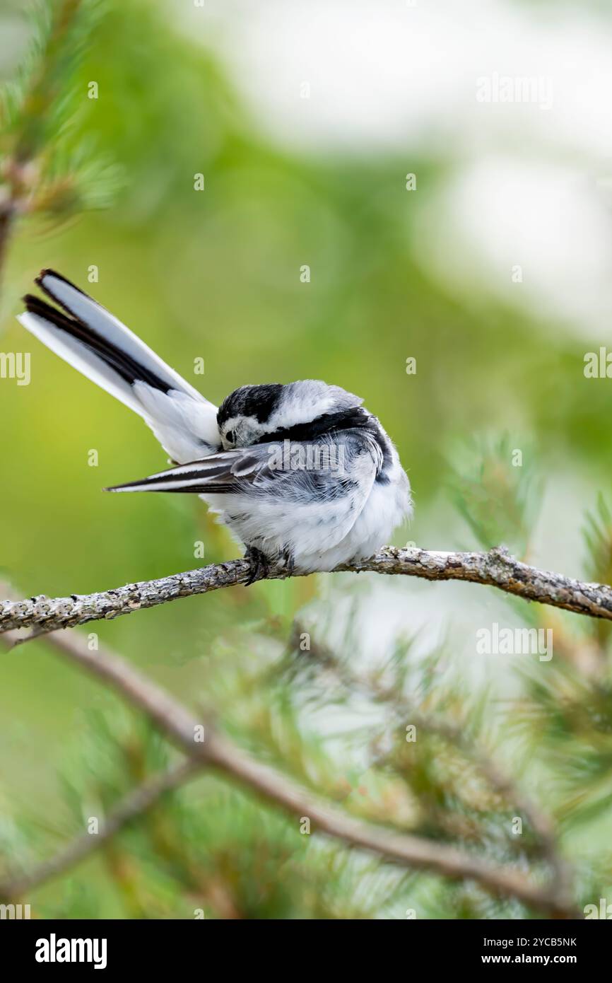 Ein weißer Bachstelz, Motacilla alba, peinlich seine Federn auf einem Baumzweig, umgeben von sanftem Grün Stockfoto