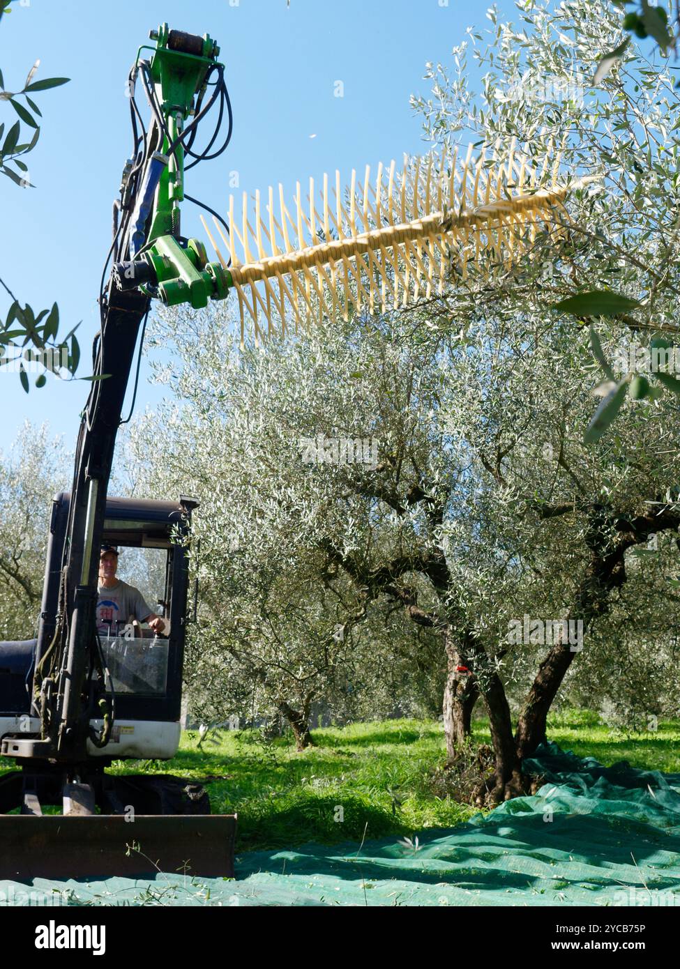 Olivenernte mit angebautem Traktor in Montefiascone, Provinz Viterbo, Region Latium, Italien. Oktober 2024 Stockfoto