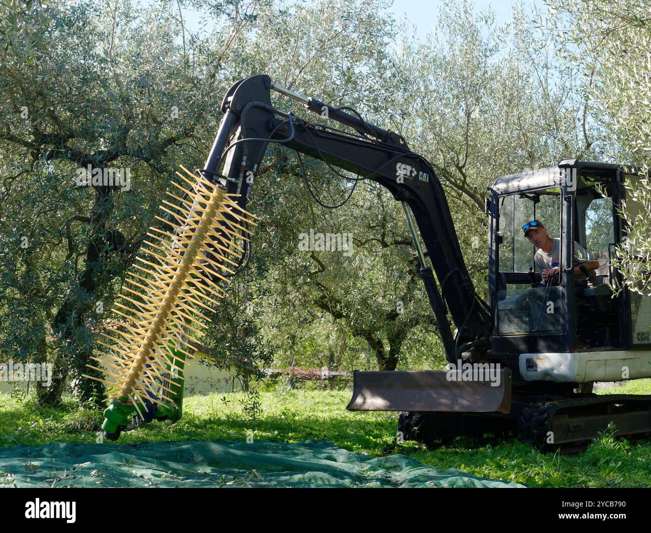 Olivenernte mit angebautem Traktor in Montefiascone, Provinz Viterbo, Region Latium, Italien. Oktober 2024 Stockfoto