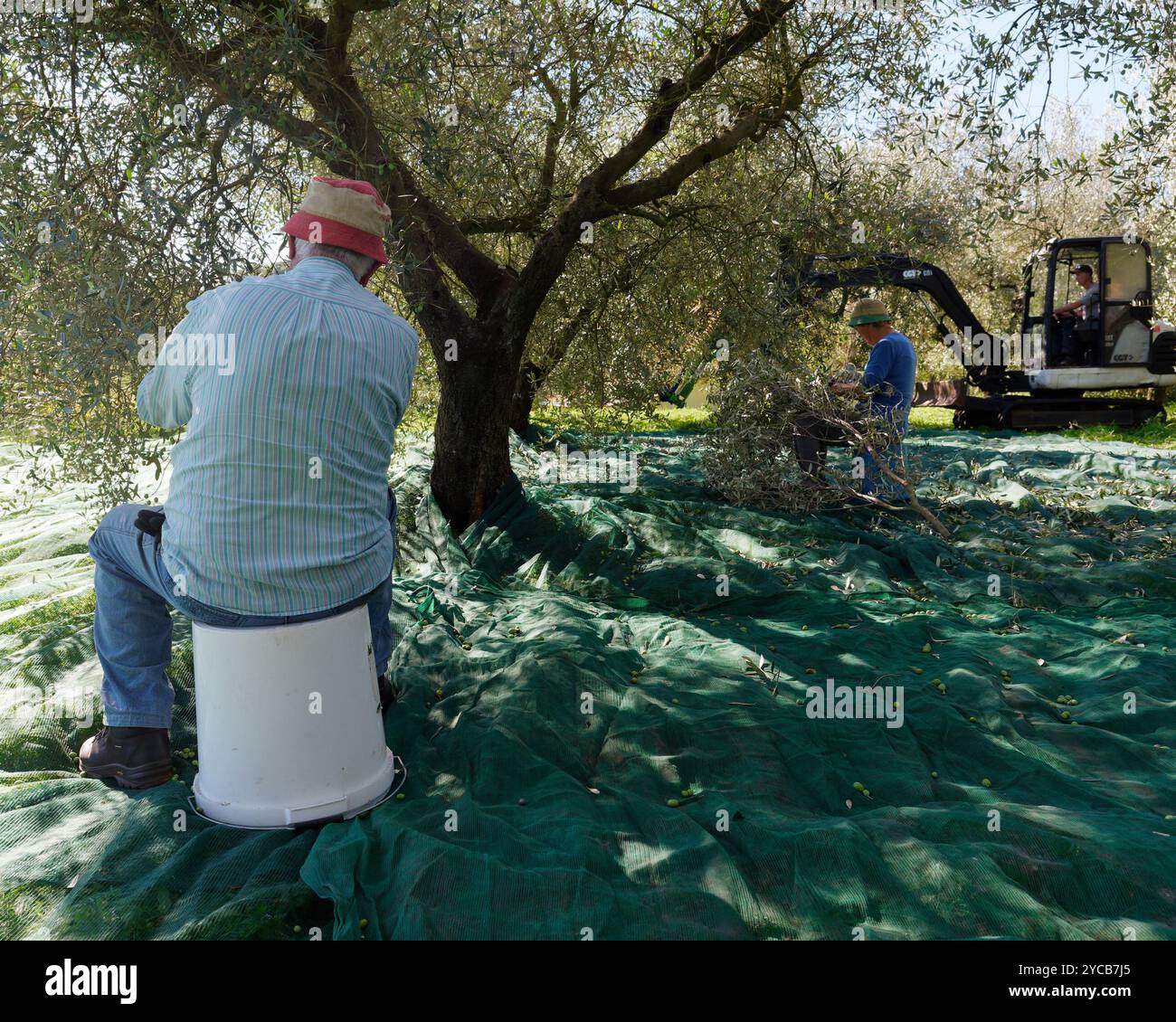 Ältere Menschen kombinieren Oliven von Hand als Traktor mit angebautem Erntegerät im Hintergrund. Montefiascone. Italien. Oktober 2024 Stockfoto