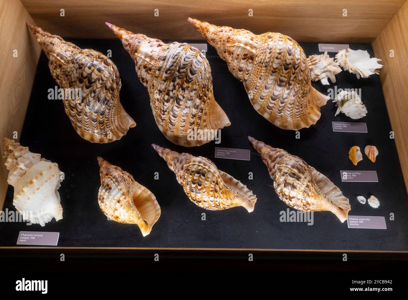 'Museum, Ausstellung ''Welt der Muscheln'', Gattung Chamidae, Charoniidae, Bel Ombre, Indischer Ozean, Insel, Mauritius, Afrika“, Museum, Ausstellung „Wor Stockfoto