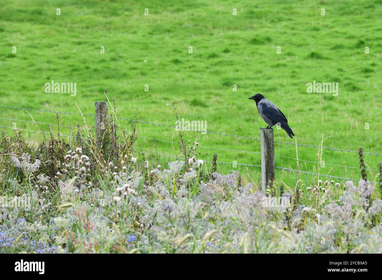 Kapuzenkrähe sitzt auf einem Zaunpfosten in Sutherland im Norden Schottlands. Stockfoto