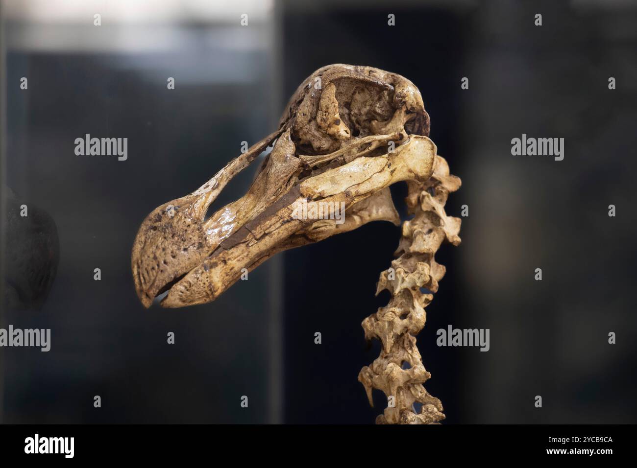 Dodo oder Dronte, seltener Doudo oder Dudu (Raphus cucullatus), ausgestorbener 17. Jahrhundert, Nationalvogel, Naturkundemuseum, Mauritius Institute, Por Stockfoto