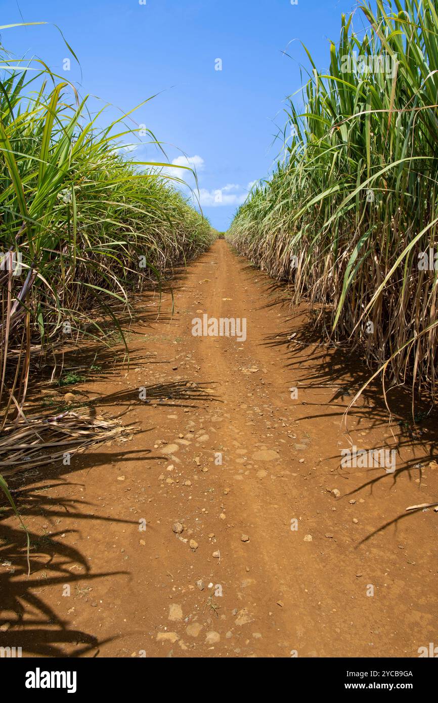 Zuckerrohr (Saccharum officinarum) Feld, Indischer Ozean, Insel, Mauritius, Afrika, Zuckerrohr (Saccharum officinarum) Feld, Indischer Ozean, Insel, AFR Stockfoto