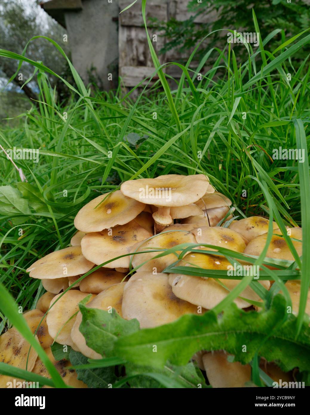 Essbare Pilze, die wild im Gras wachsen. Montefiascone, Italien. Oktober 2024 Stockfoto