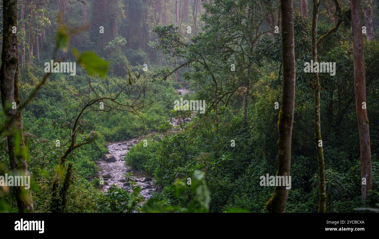 Fluss im Bwindi Undurchdringlichen Regenwald Stockfoto