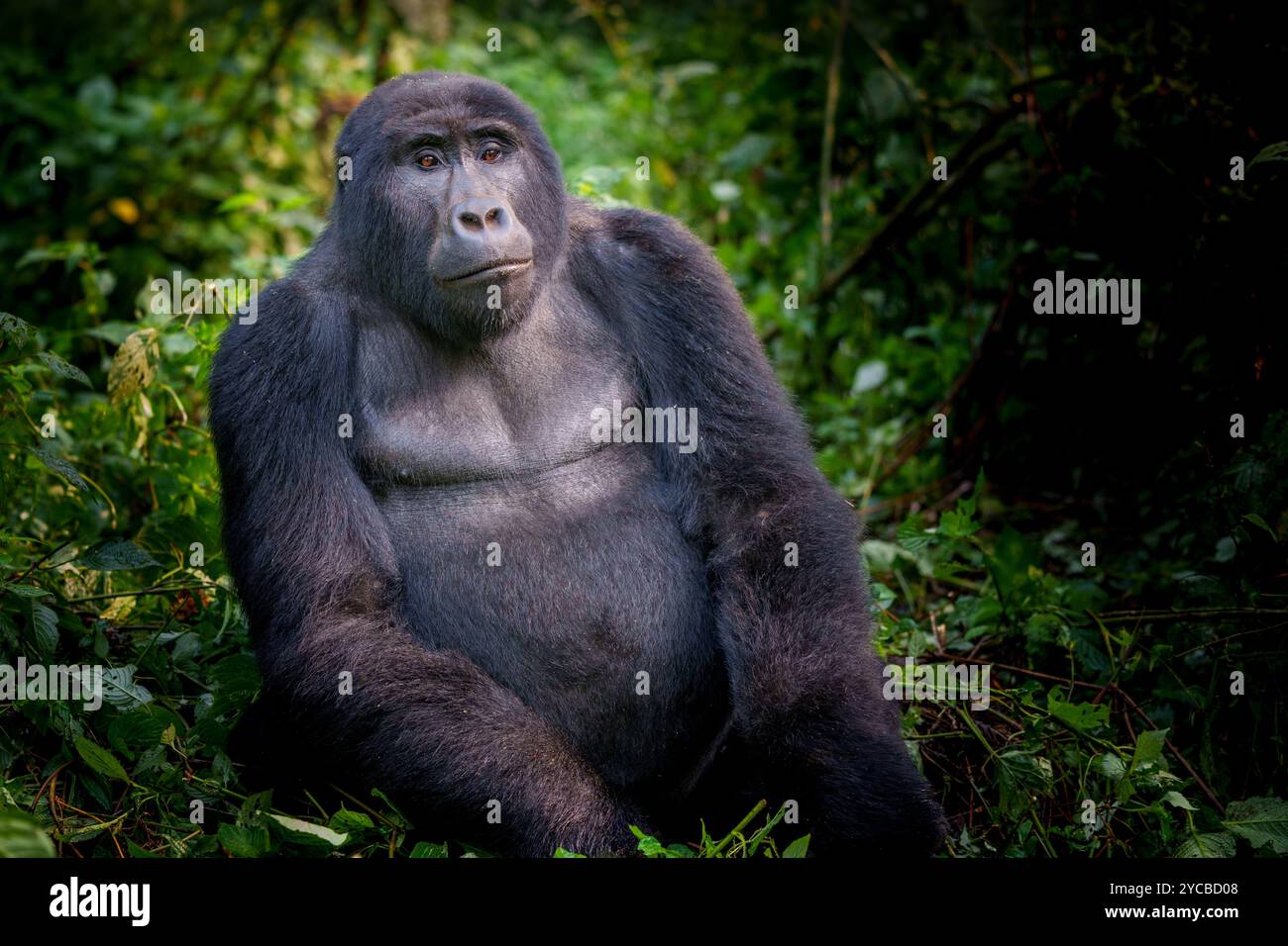 Großer Silverback Gorilla Stockfoto