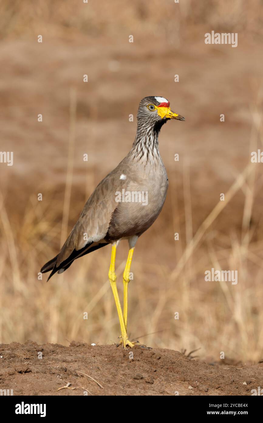 Afrikanischer Wattled Lapwing, Vanellus senegallus, früher bekannt als Senegal Wattled Plover. Stockfoto