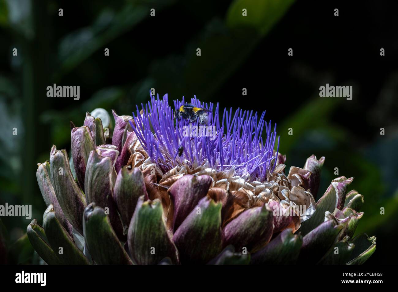 Eine Hummel bombus lapidarius sammelt Nektar auf einer wilden Cardoon Cynara cardunculus Pflanze Artischockendistel in Blütenblüte, die in einem Garten blüht Stockfoto