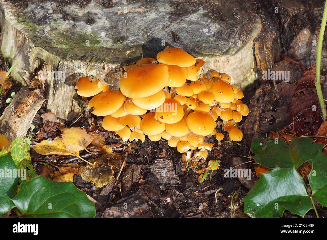 Samtfuß (Flammulina velutipes) oder die ähnliche Flammulina elastica, Flammulina fennae. Pilze in der Nähe des abgesägten Stammes eines Rosskastanienbaums Stockfoto