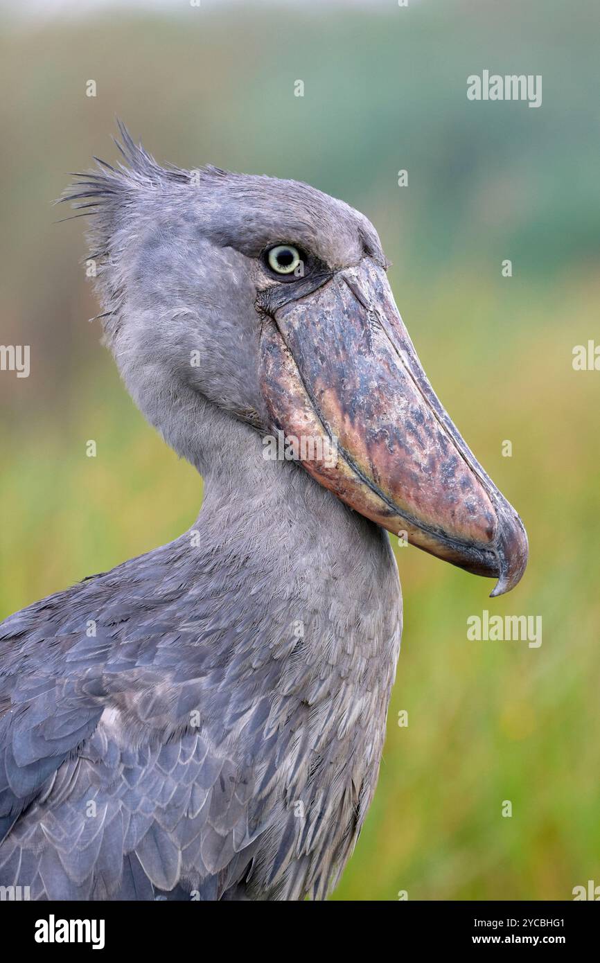 Shoebill, Balaeniceps rex, alternativ Whalebill, Walkopfstorch und Schuhschnabelstorch, Mabamba Sumpf, Kampala, victoria lake, Uganda Stockfoto