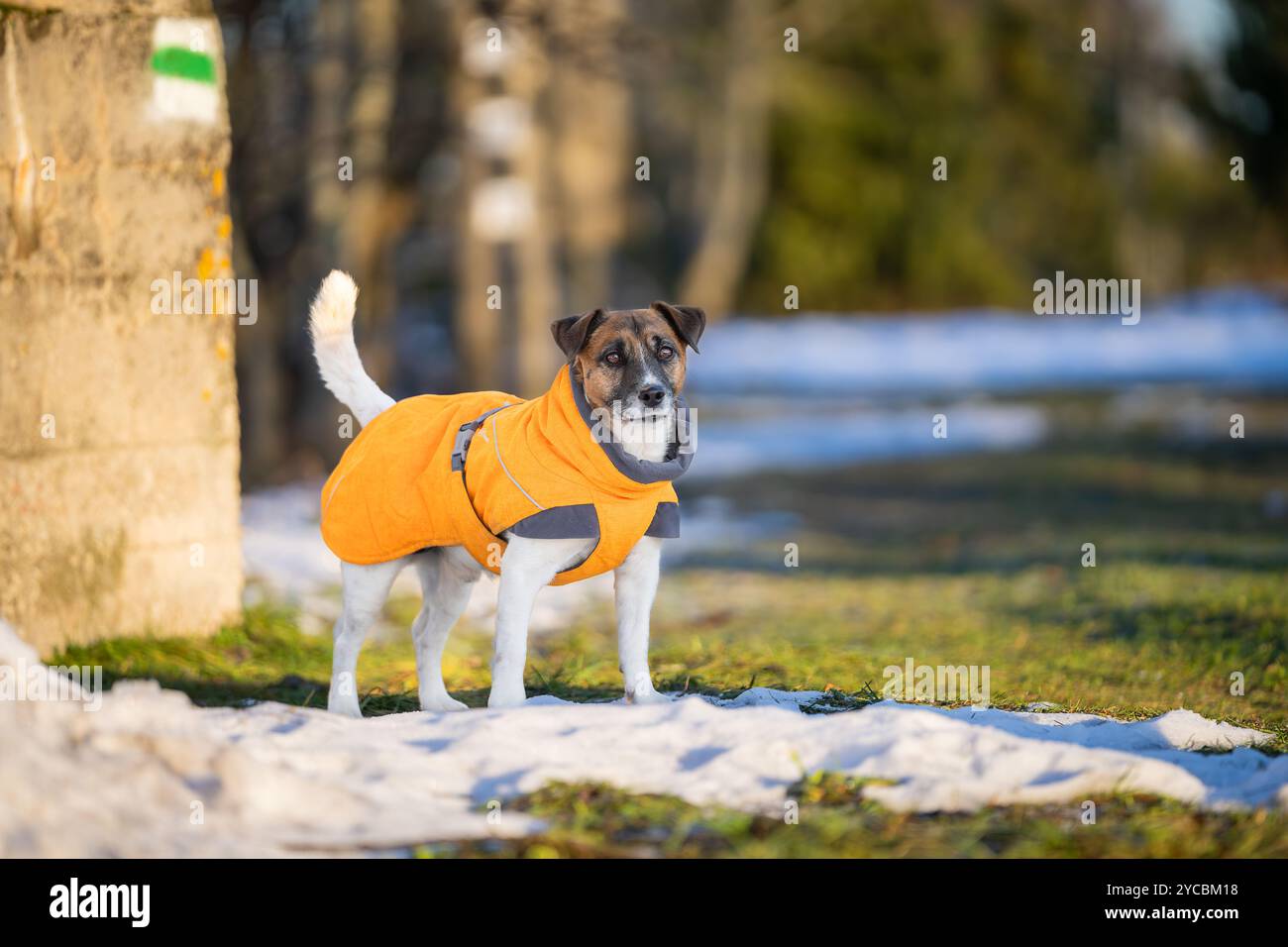 Jack Russell Terrier in Winterkleidung im Schnee. Jack Russell Terrier im Hundemantel am kalten Wintertag. Stockfoto