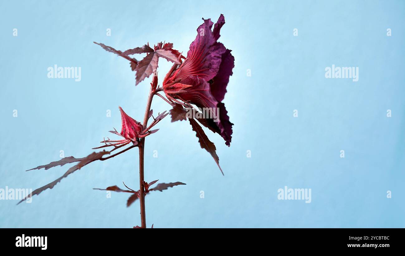 Seite der rotblättrigen Hibiskusblüte oder Hibiscus acetosella oder anderer Name wie African Rosemallow, Cranberry Hibiscus, False Rosella und Maroon Malve in Stockfoto