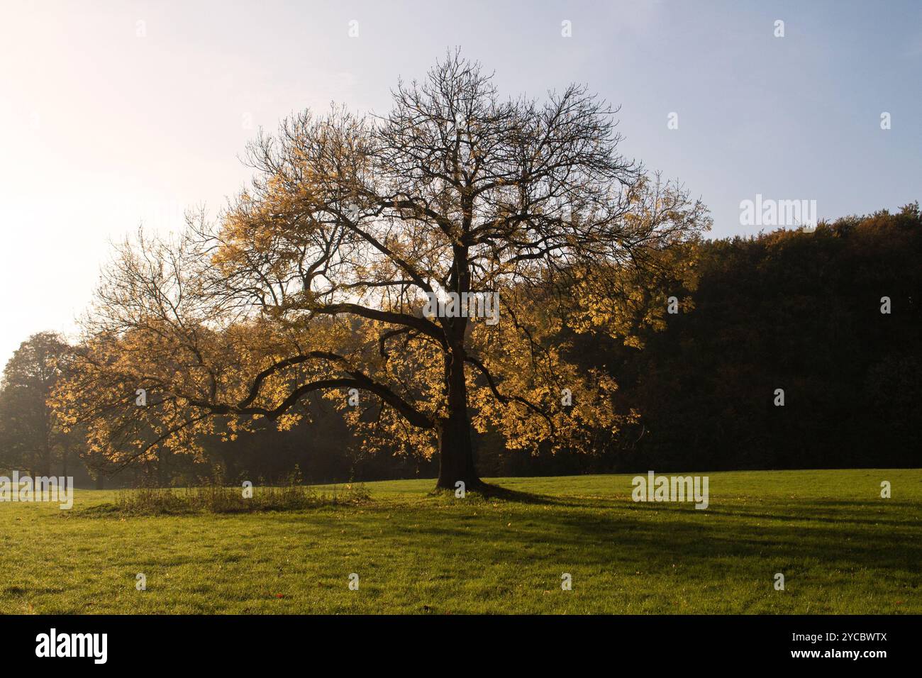 Herbst Baum Stockfoto