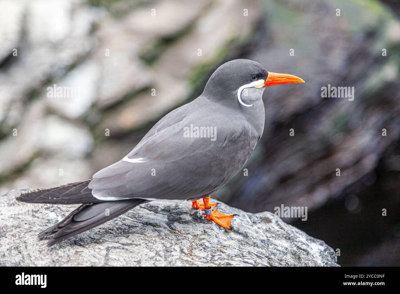 Eine Inka-Seeschwalbe steht stolz am Lisbon Oceanario und zeigt ihren markanten orangefarbenen Schnabel und ihren einzigartigen Küstenhabitat in der Nähe des Parque das Nações. Stockfoto