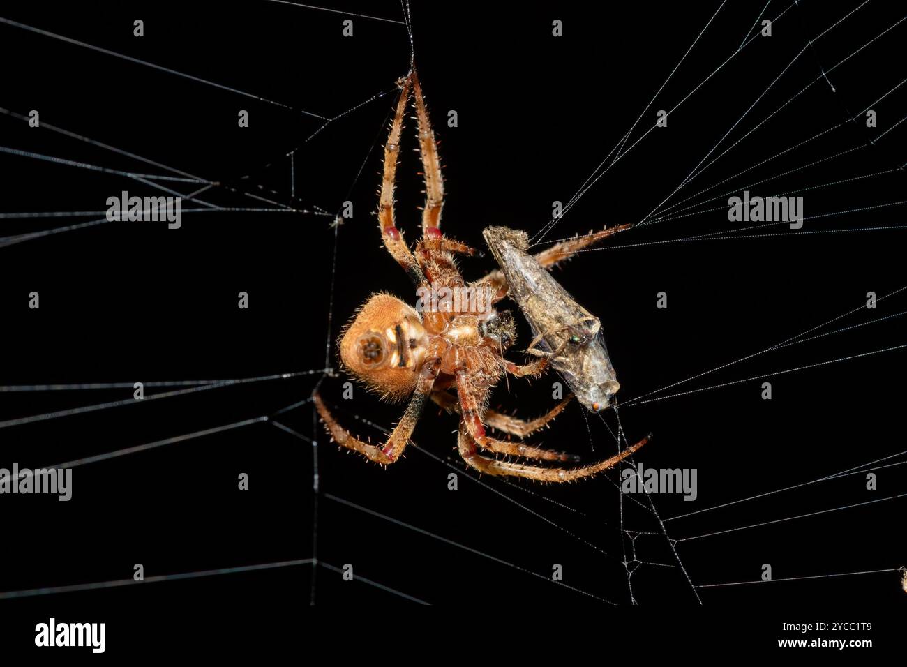 Eine schöne haarige Feldspinne (Neoscona sp), die an einem warmen Sommerabend auf ihrem Netz Beute fängt Stockfoto