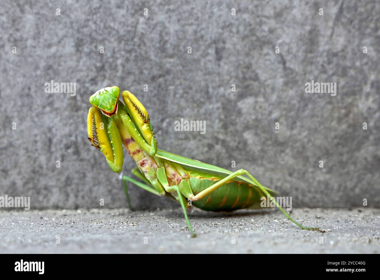 Grüner europäischer Beter, Manits religiosa, in defensiver Haltung isoliert auf grauem Stein Hintergrund Stockfoto