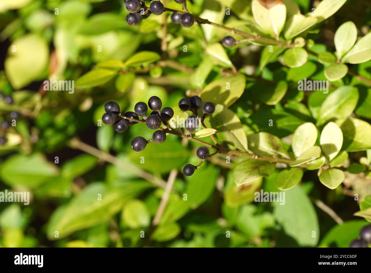 Liguster blatt -Fotos und -Bildmaterial in hoher Auflsung  Alamy