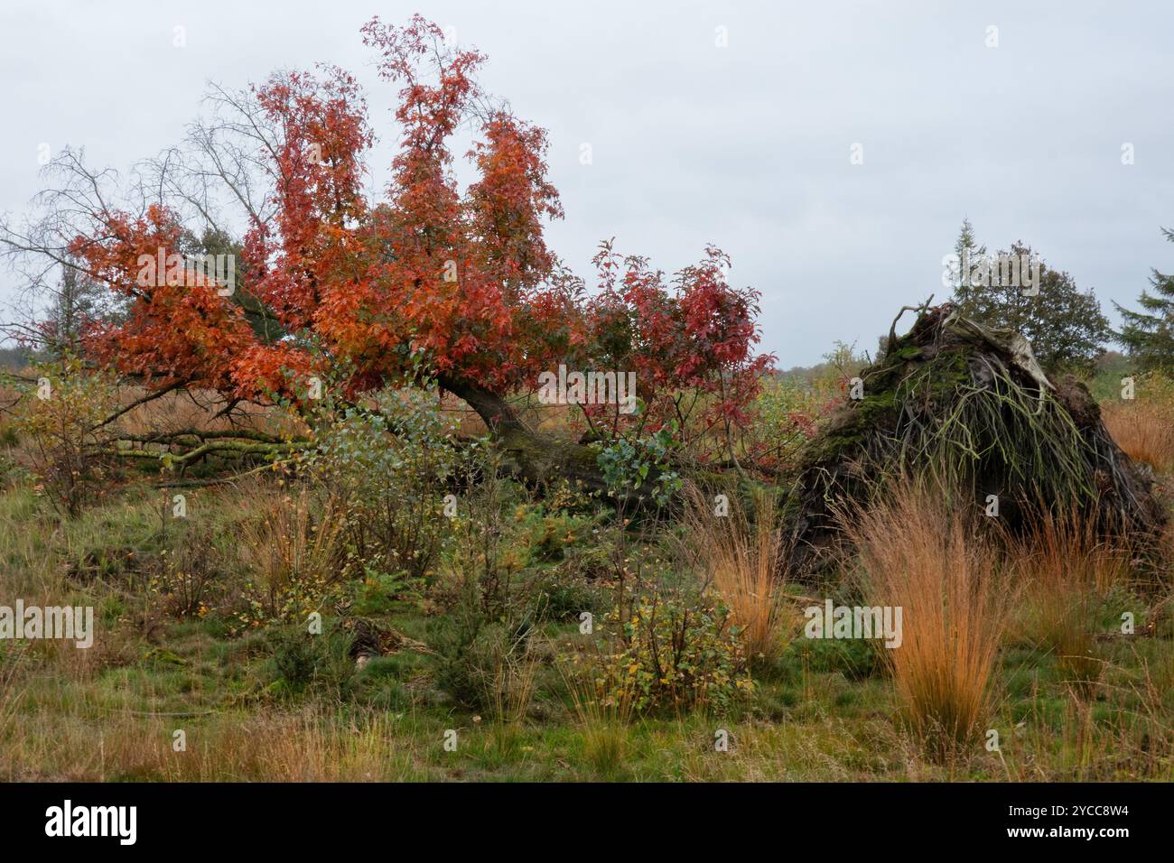 Gefallene Nordeiche in Herbstfarben auf der Heide Stockfoto