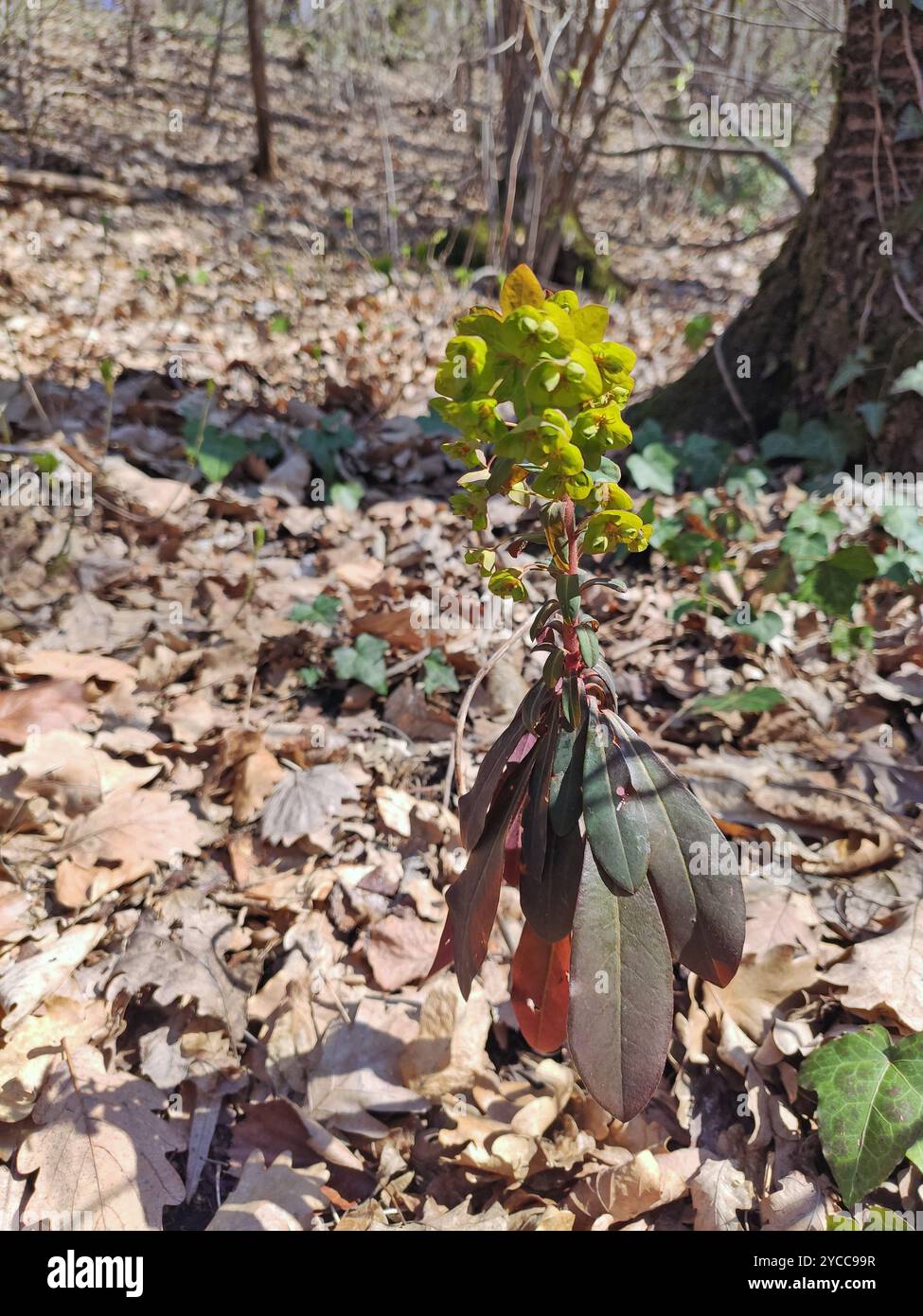 Euphorbia amygdaloides. Holzspurge mit seinen gelblich-grünen Blütenständen. Stockfoto