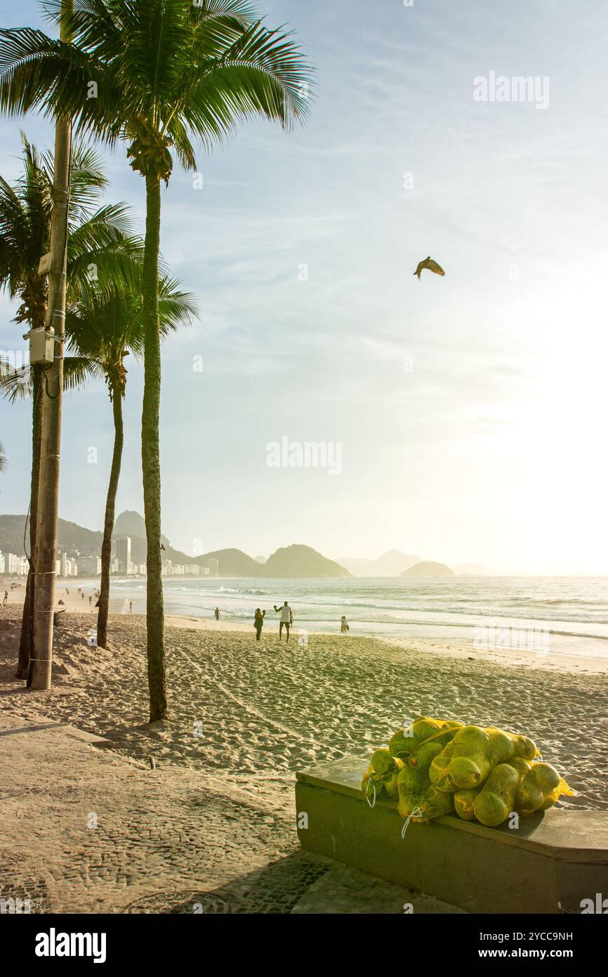 Kokosnüsse und Palmen am Copacabana Beach in Rio de Janeiro in Brasilien bei Sonnenaufgang Stockfoto
