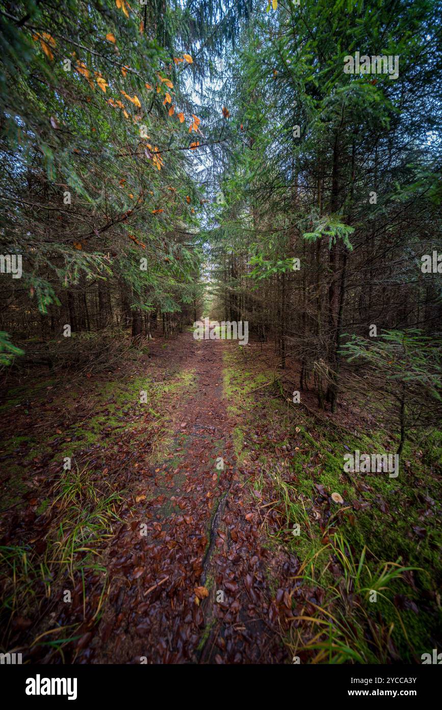 Ein ruhiger und friedlicher Feldweg schlängelt sich durch eine lebendige und farbenfrohe Herbstwaldlandschaft voller Schönheit Stockfoto