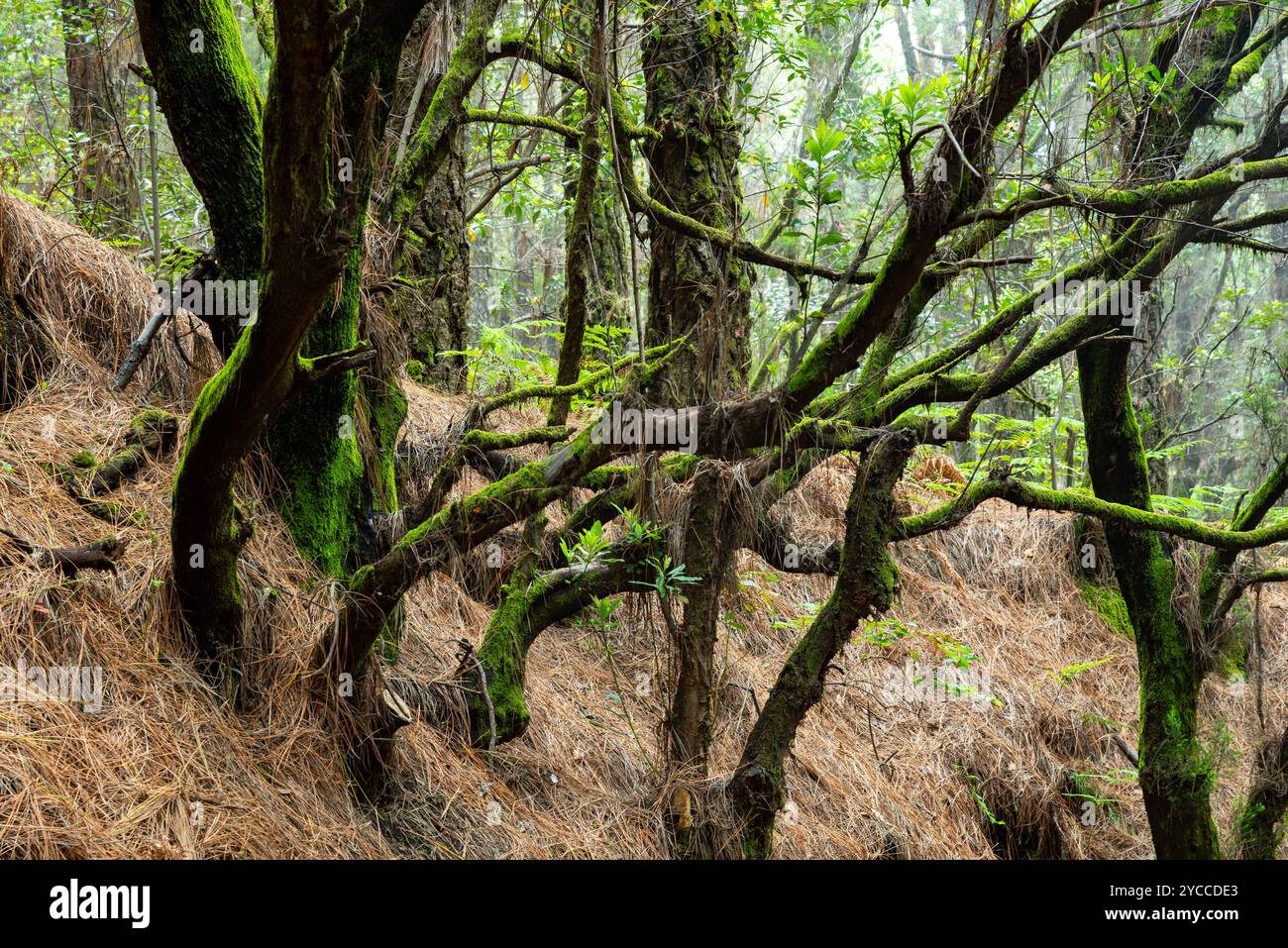 Moosbedeckte, knorrige Bäume im mystischen Nebelwald auf La Palma Stockfoto