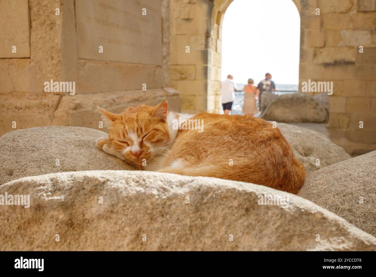 Obdachlose, streunende, orangefarbene Ingwerkatze, die in einem touristischen Ort in Valletta, Malta, schläft Stockfoto