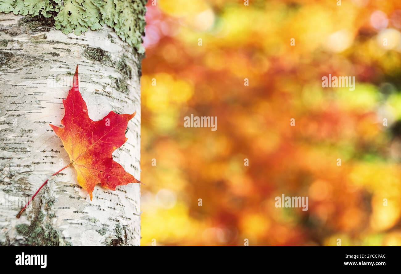Buntes und helles Herbstahornblatt gegen Birkenrinde. Herbstlaub Bokeh Hintergrund. Stockfoto