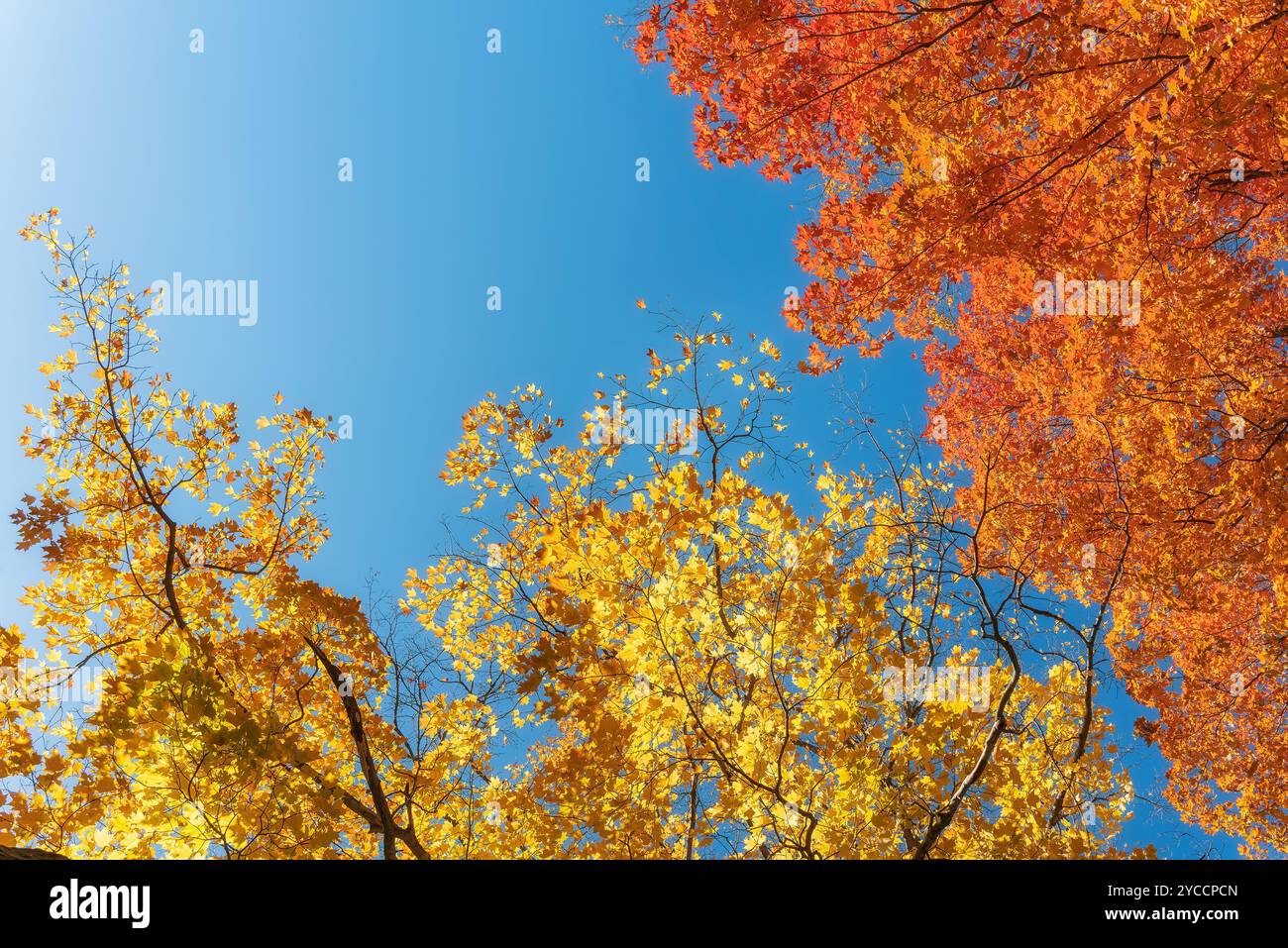 Goldene, orange und rote Herbstlaub Ahornblätter vor sonnigem, blauem Himmel. Kopierbereich. Stockfoto