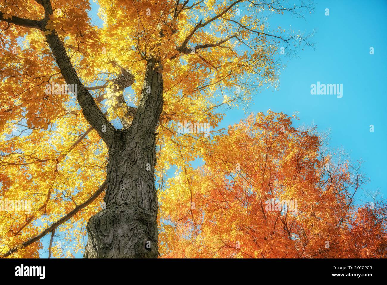 Blick nach oben auf große Ahornbäume mit hellorange und goldgelben Herbstlaub vor blauem Himmel. Schöner sonniger Herbsttag. Stockfoto