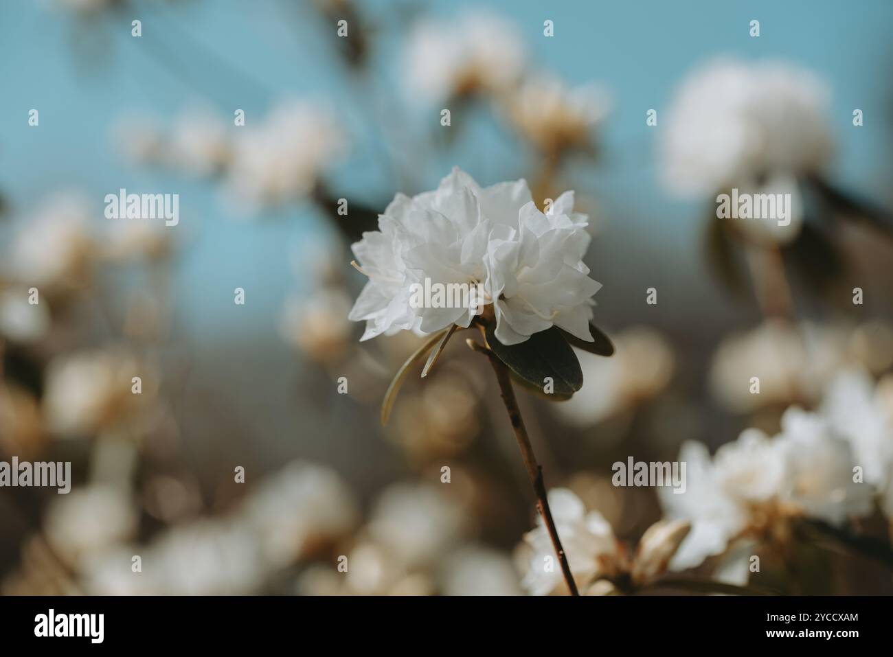 Weiße Rhododendron-Blüte im Frühling Stockfoto