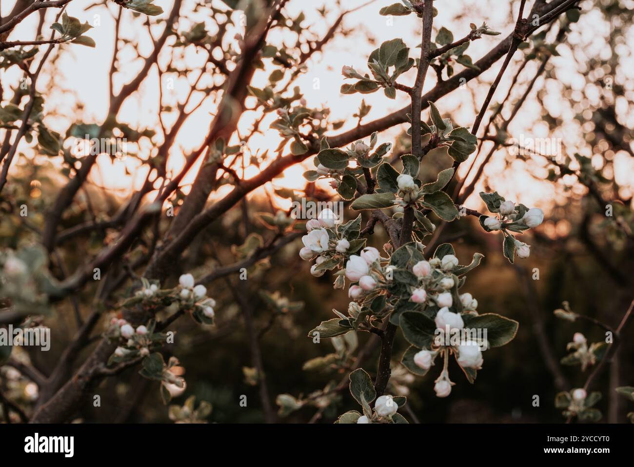 Apfelbaumzweige mit blühenden weißen Blüten Stockfoto