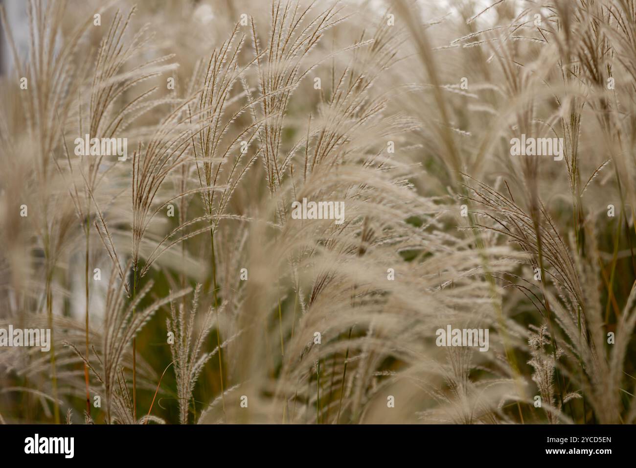 Schöne Nahaufnahme von Ziergras mit sanftem Sonnenlicht an einem windigen Herbsttag Stockfoto
