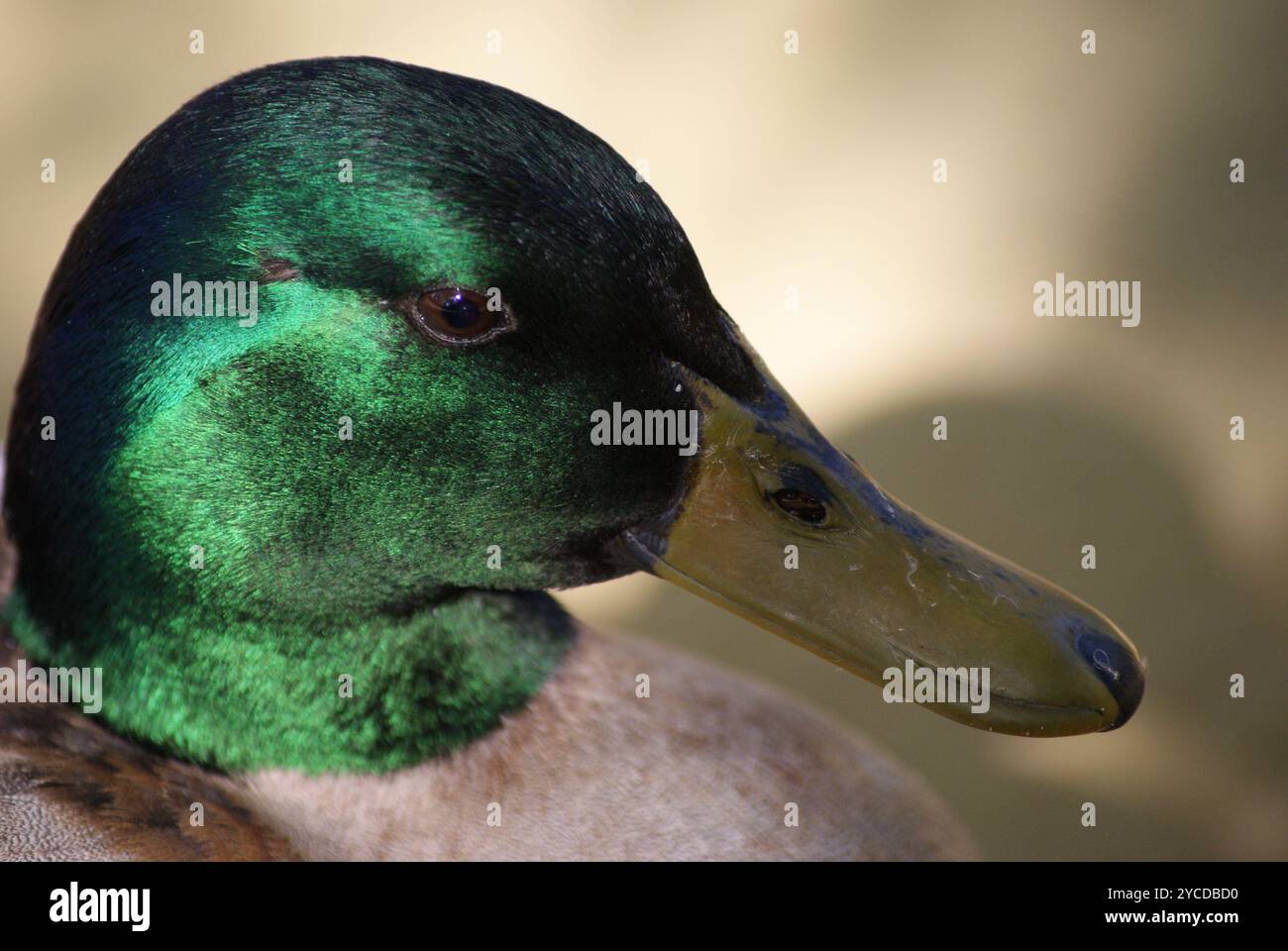 Hübsche Mallard Duck Stockfoto