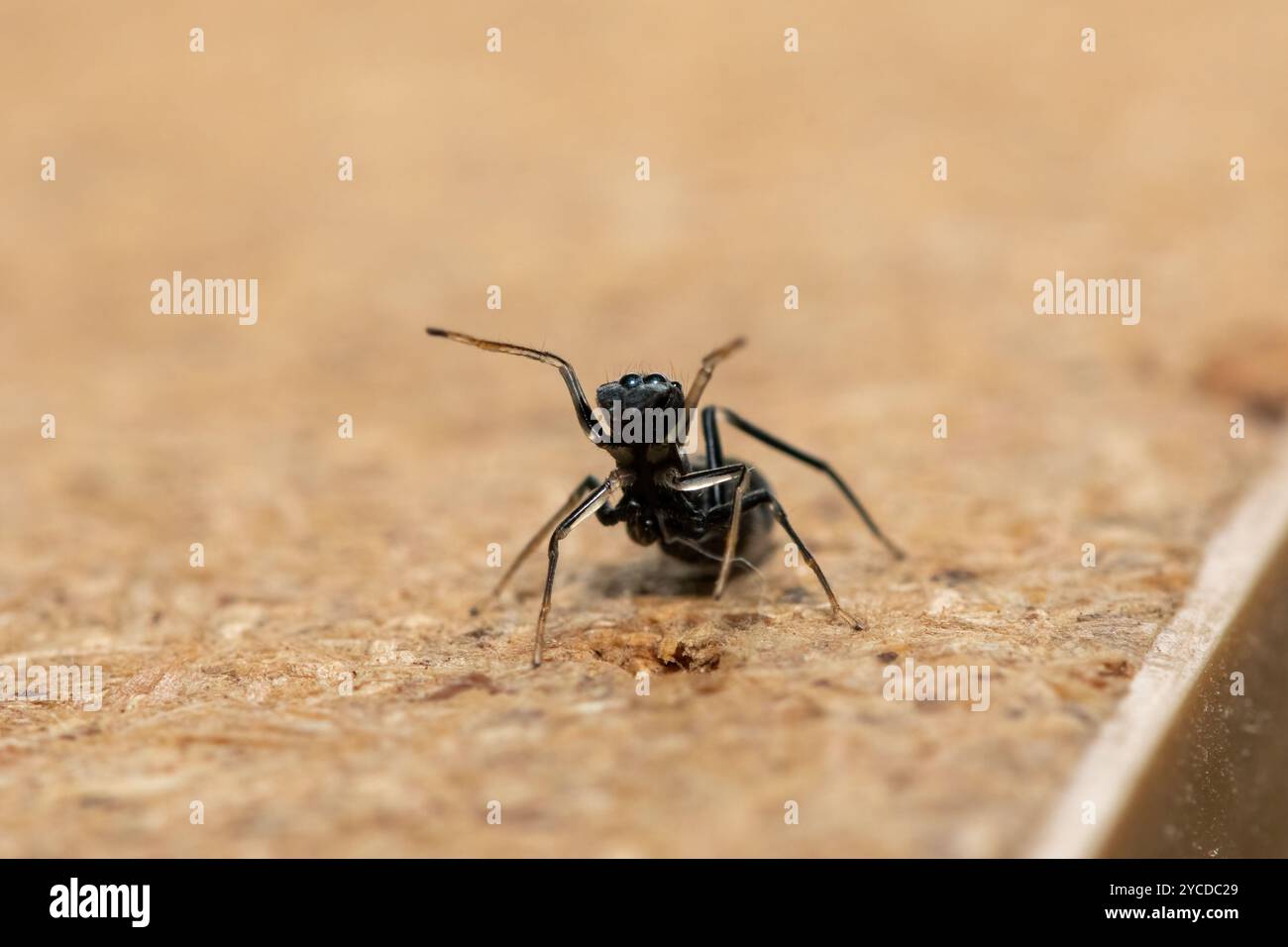 Eine Ameisenimitierende Springspinne (Myrmarachne sp), auch bekannt als Ameisenähnliche Springspinne Stockfoto