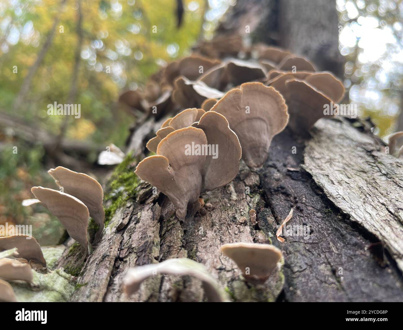 Pilze blühen auf verwitterter Rinde, ihre fächerförmigen Kappen fallen über den Stamm. Das sanfte Licht des Herbstes zieht durch die Blätter und beleuchtet die Kunst der Natur. - Smartphone-aufgenommenes Stockfoto