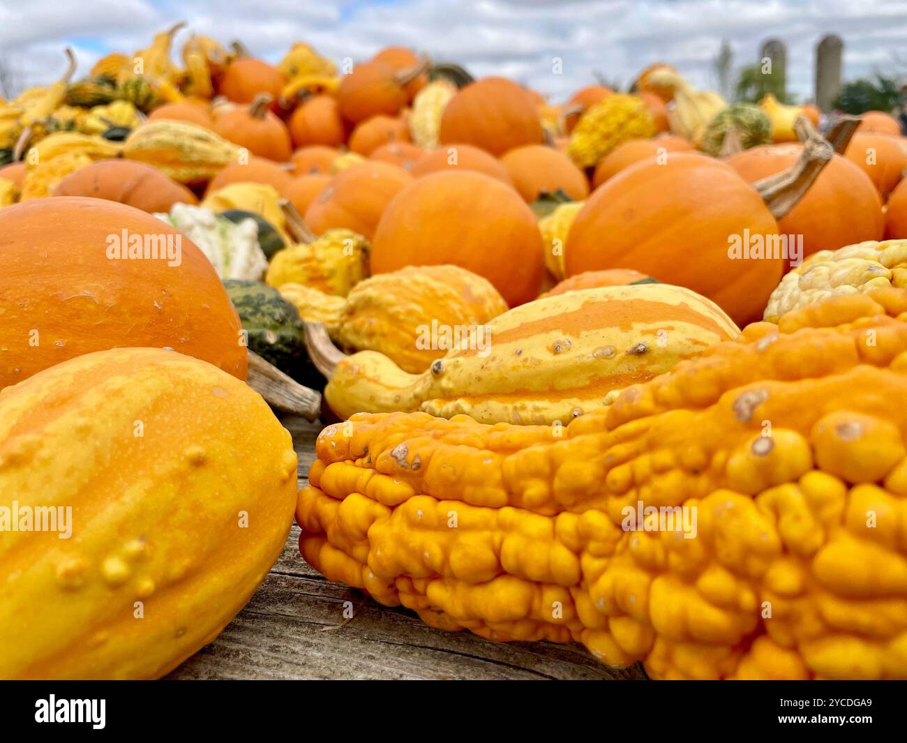 Eine lebhafte Mischung aus Kürbissen und Kürbissen sorgt für eine farbenfrohe Herbsternte, die die Texturen und Farben der Schätze der Saison in Szene setzt. - Smartphone-aufgenommenes Stockfoto