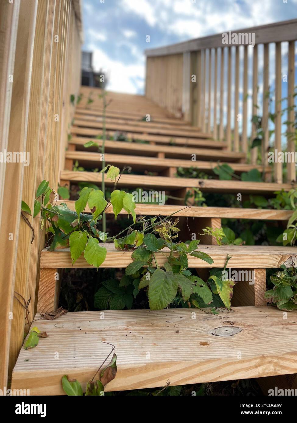 Hölzerne Treppen steigen in den blauen Himmel, die Natur holt jeden Schritt zurück. Grüne Blätter vermischen sich mit rohem Holz, eine harmonische Mischung aus Struktur und Wildheit - Smartphone-aufgenommenes Stockfoto