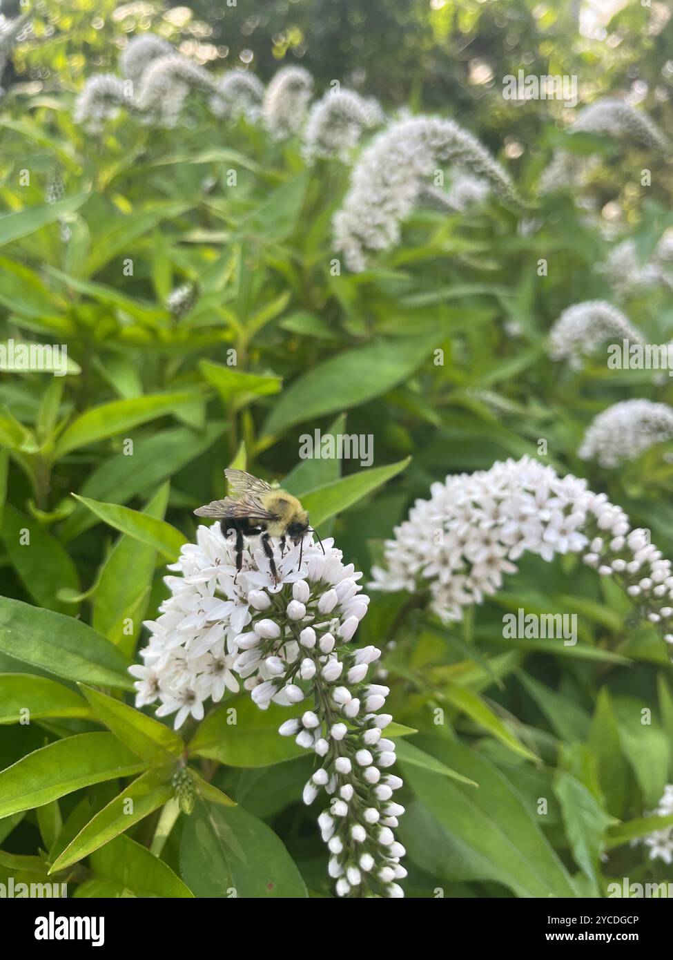 Eine Biene wird gefangen, während sie Nektar aus einer gekrümmten Gruppe weißer Wildblumen sammelt und der ruhigen Szene Leben und Bewegung verleiht. - Smartphone-aufgenommenes Stockfoto
