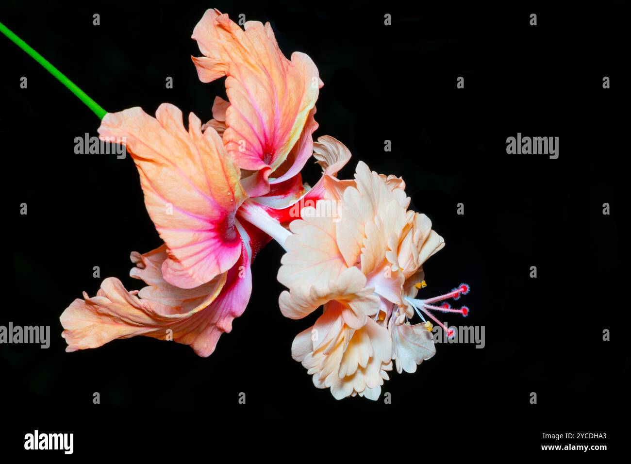 Tropische Orange Hibiskusblüte Stockfoto