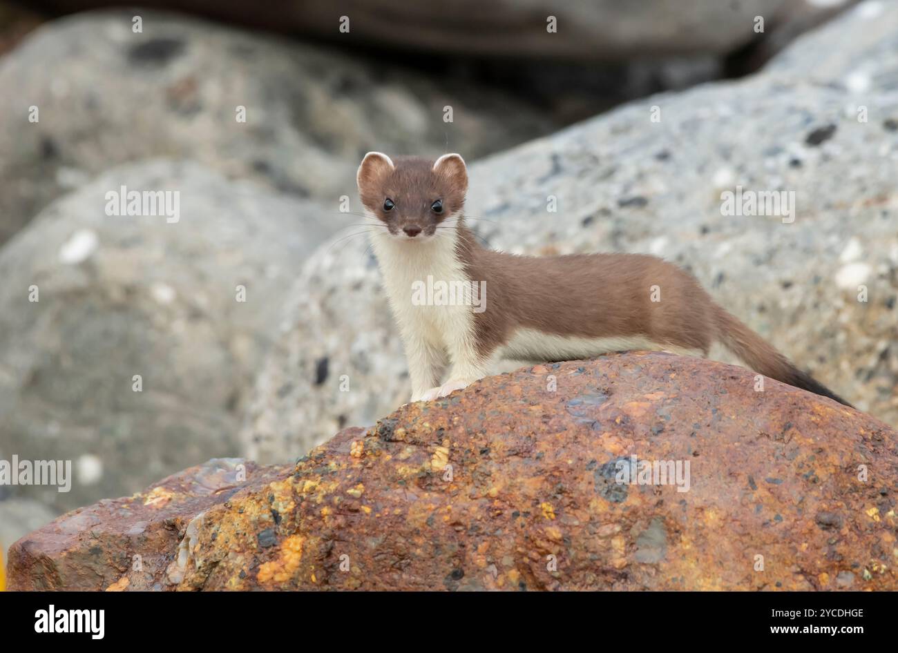 Kurz-talied-Wiesel; Ermine; Sommer; Alaska Stockfoto